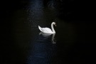 medium-swan2